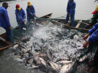 水產(chǎn)養(yǎng)殖